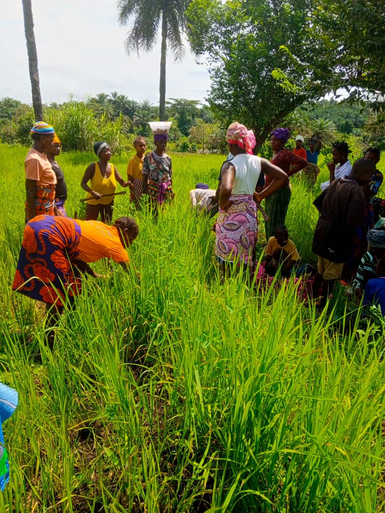 Field and community activity